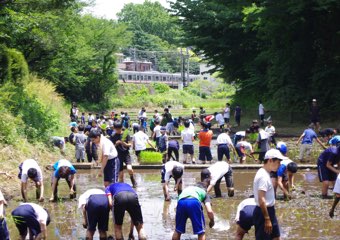 Rice Planting