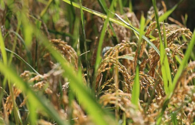 稲穂