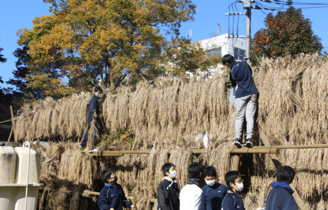 脱穀 籾摺りを行いました 筑波大学附属駒場中 高等学校 公式